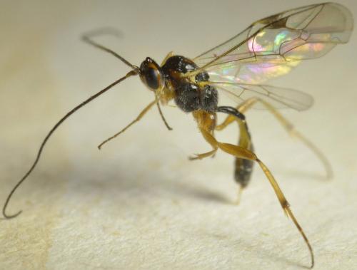 Réf. 217 349 : Mesochorinae inconnu